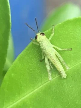 Green Grasshopper on a Leaf Stock Photos