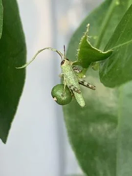 Green Grasshopper on a Leaf Stock Photos