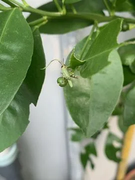 Green Grasshopper on a Leaf Stock Photos