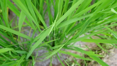 Green grasshopper on leaf of young rice plant. Stockbeeldmateriaal 137886667