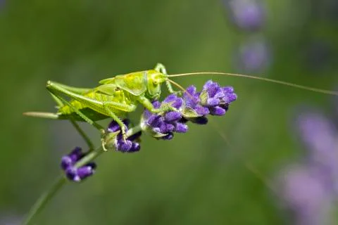 Green grasshopper on levander Foto stock