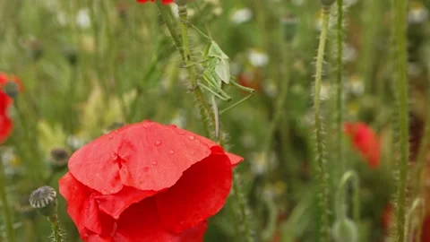 Green grasshopper, locust, slowly crawling across vibrant red poppy flower, Stock Footage 345053261