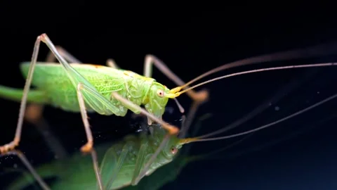 Green grasshopper with long antennae on reflective surface Stock Footage 340792504