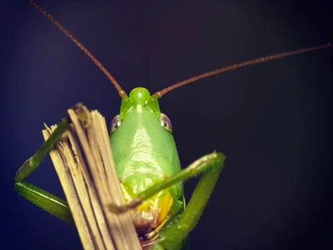 Green  grasshopper  look in the camera Stock Photos