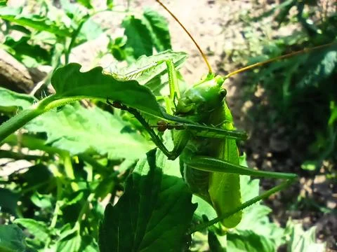 Green grasshopper macro close up Stock Photos