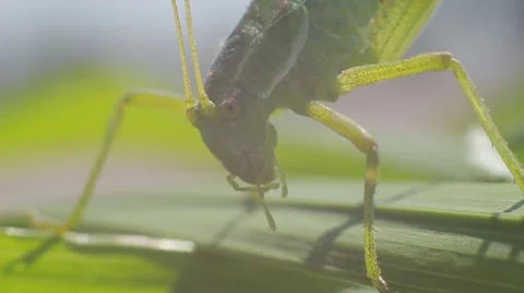 Green Grasshopper. MACRO Stock Footage 25710755