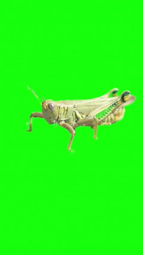 Green grasshopper macro shot on a chroma key background Stock Footage 337802804