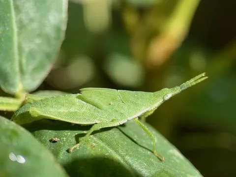 Green Grasshopper Macro Shot on Leaf in Natural Habitat Stock Photos