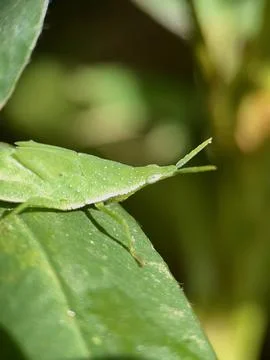 Green Grasshopper Macro Shot on Leaf in Natural Habitat Stock Photos