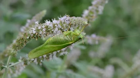 Green grasshopper on mint blossom Stock Footage 11979125