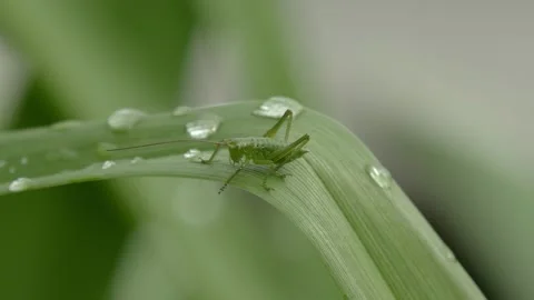 Green grasshopper moves on a green leaf on which water droplets from dew or rain Stock Footage 132505789