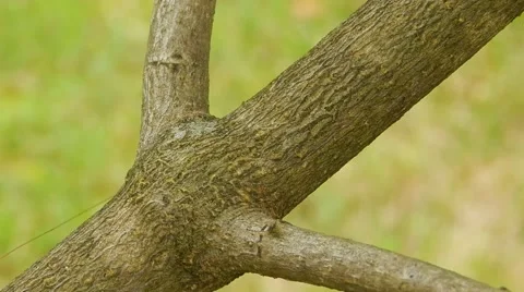 Green grasshopper moves on a tree branch. Stock Footage 60402302