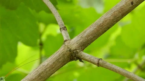 Green grasshopper moves on a tree branch. Stock Footage 60402579