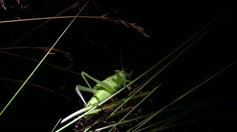 Green grasshopper moving the blades of grass that bends under its weight Stock Footage 60594905