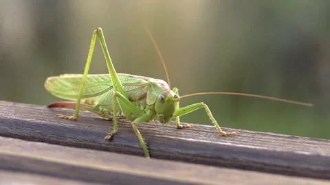 Green grasshopper moving Vídeo Stock 133663952