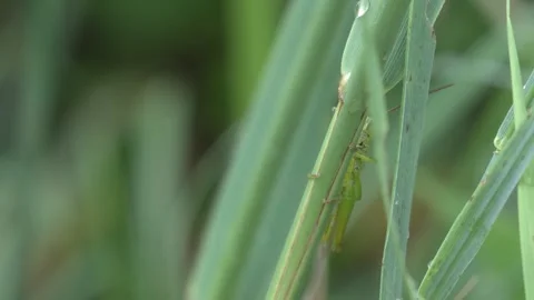 Green Grasshopper Moving to the Other Side of a Grass Blade in 4K Slow Motion Stock Footage 341580241
