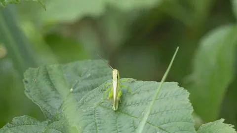 Green Grasshopper with One Antenna Resting on a Leaf in 4K Slow Motion Stock Footage 341589493