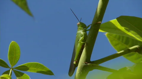 Green grasshopper or Locust is sitting in a lush green branch Stock Footage 559587