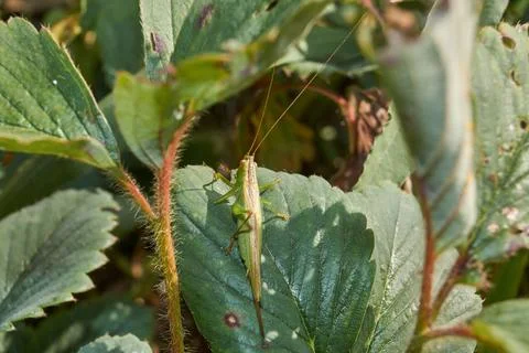 The green grasshopper, or ordinary grasshopper (lat. Tettigonia viridissima). Stock Photos