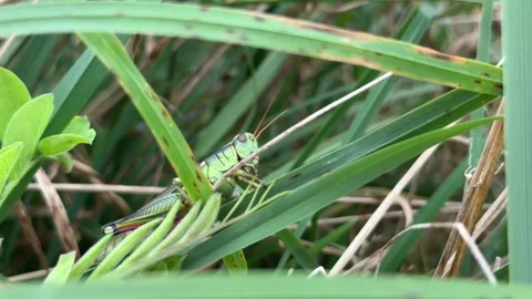 Green grasshopper perched on green leaf. Stock Footage 255246108
