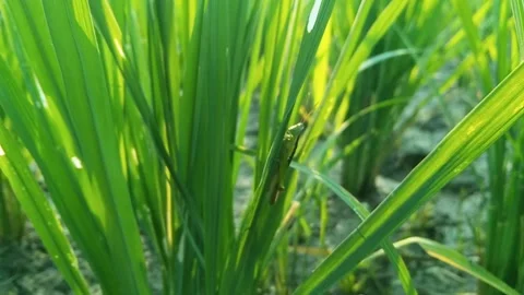 Green grasshopper perched naturally on lush green rice leaf in sunny paddy .. Stock Footage 340454622