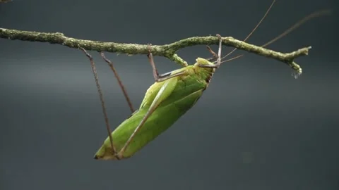 A green grasshopper perched on an old dead branch Stock Footage 234156755