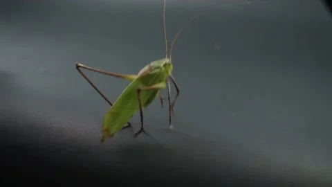 A green grasshopper perched on an old dead branch Stock Footage 234156849