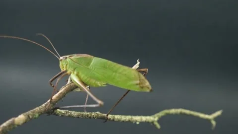 A green grasshopper perched on an old dead branch Stock Footage 234157085