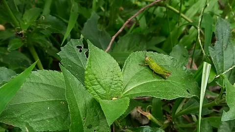 Green Grasshopper Perching and Trying to Eat Wild Leaf in Nature. Macro foota Stock Footage 335125680
