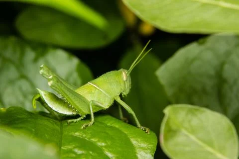 Green grasshopper perching on a leaf Stock Photos