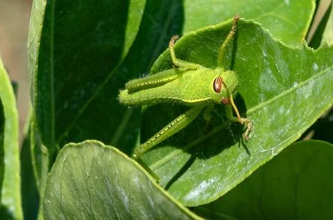 Green grasshopper pest sitting on a leaf Stock Photos