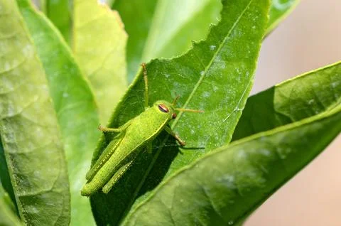 Green grasshopper pest sitting on a leaf Stock Photos