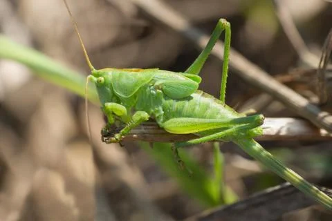 Green grasshopper 스톡 사진