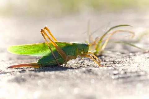 Green Grasshopper Stock Photos