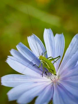 Green grasshopper Foto stock