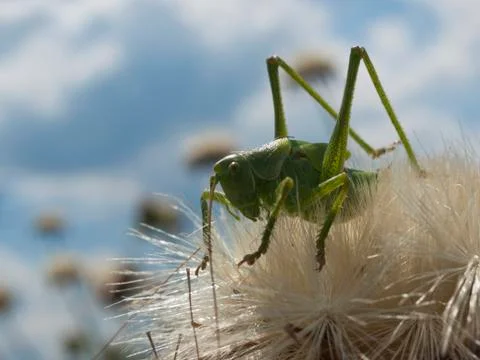 Green grasshopper Stock Photos