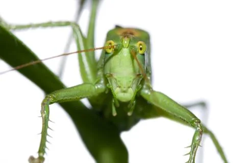 Green grasshopper Stock Photos