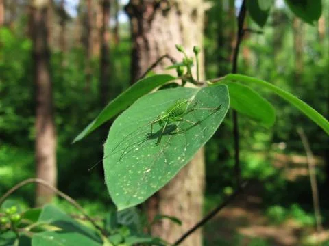 Green grasshopper Stock Photos