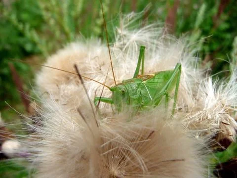 Green grasshopper Stock Photos