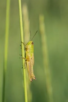 Green grasshopper. Stock Photos