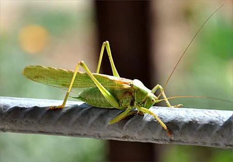 Green grasshopper Stock Photos