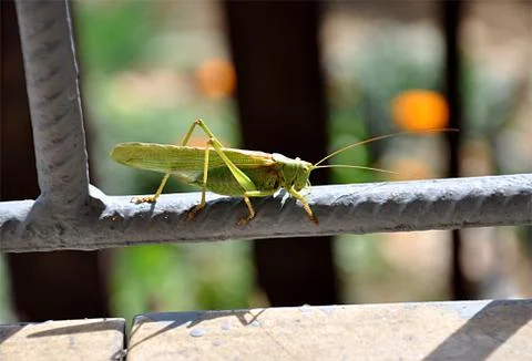 Green grasshopper Stock Photos