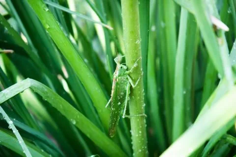Green grasshopper Stock Photos