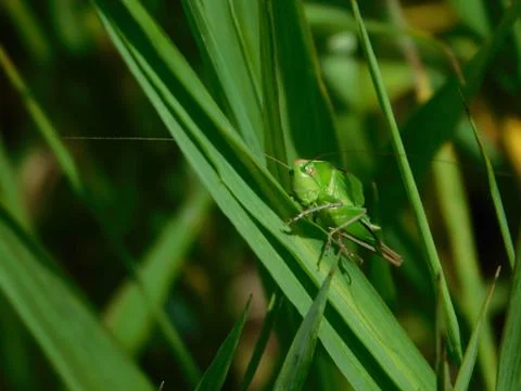 Green grasshopper Stock Photos