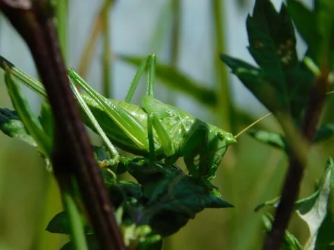 Green grasshopper Stock Photos
