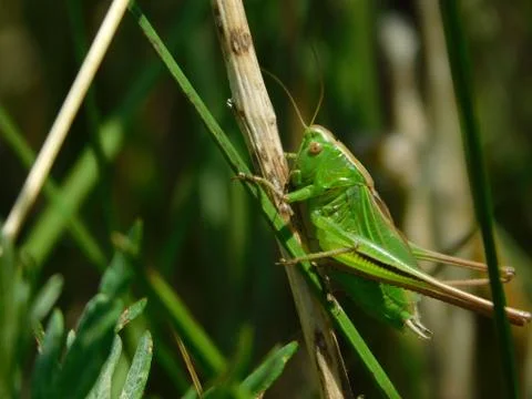 Green grasshopper Fotos Stock