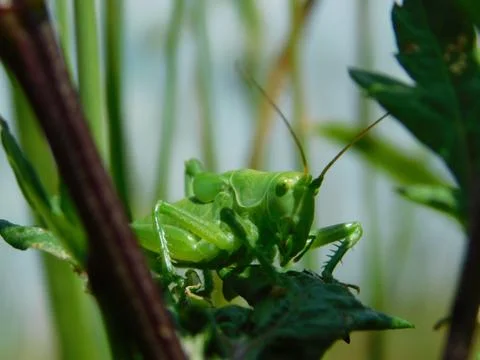 Green grasshopper Stock Photos