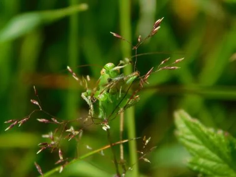 Green grasshopper Stock Photos