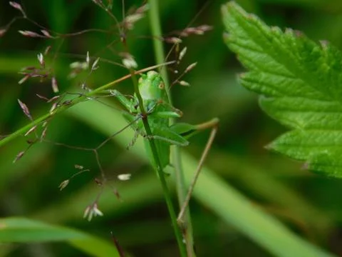 Green grasshopper Stock Photos