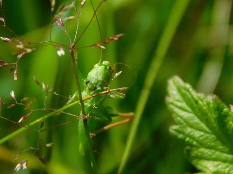 Green grasshopper Stock Photos